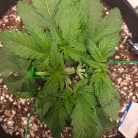 Mendo frost auto