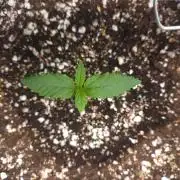 Mendo frost auto