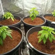 SpringGrow26