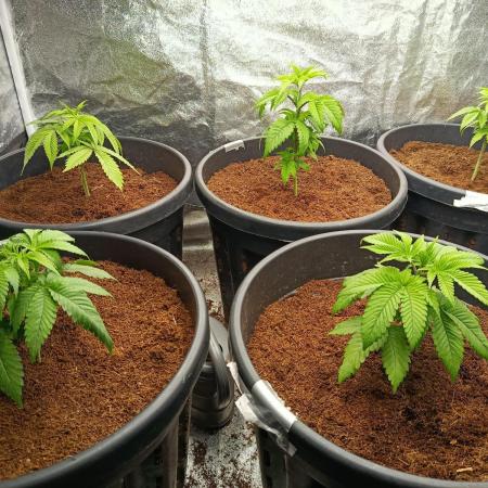 SpringGrow26
