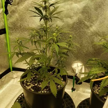 Gorilla Glue Auto