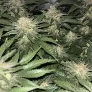White Widow Beginner Grow