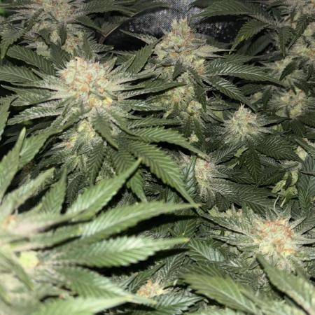 White Widow Beginner Grow