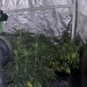 White Widow Clones