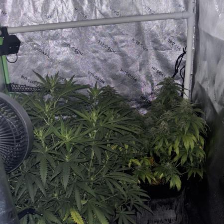 White Widow Clones