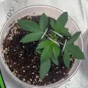 2nd Grow.