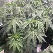 2nd Grow.