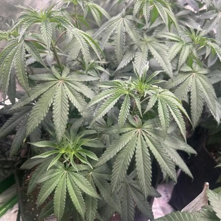 2nd Grow.
