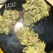 First Grow