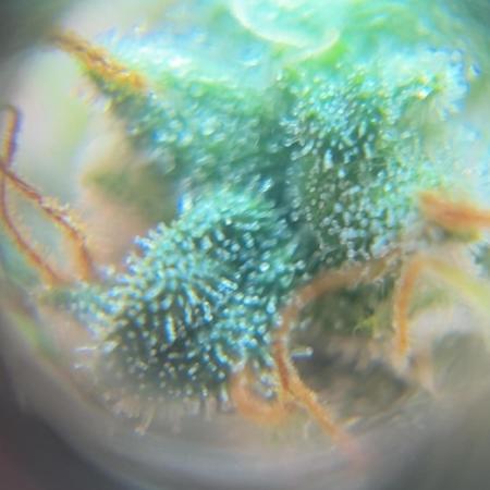 First Grow