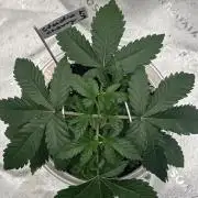 2nd Grow.