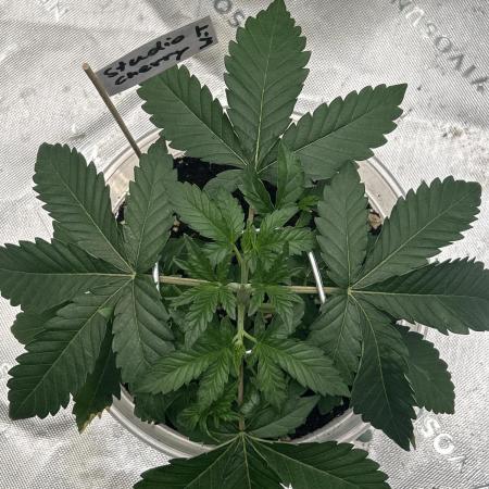 2nd Grow.