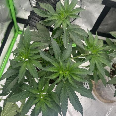 2nd Grow.