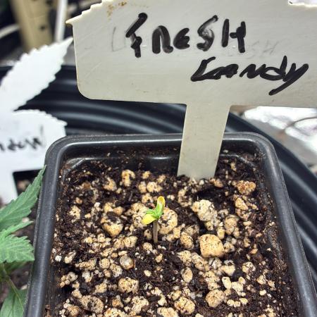 Fresh Candy