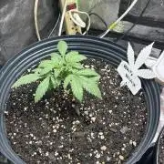 White Widow
