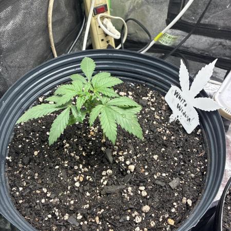 White Widow