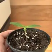 Skunk auto