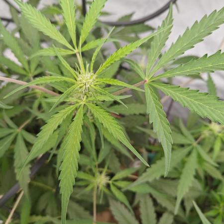 Durban poison auto