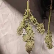 Durban poison auto