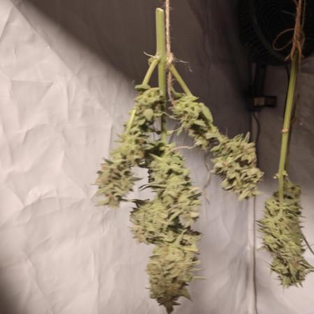 Durban poison auto