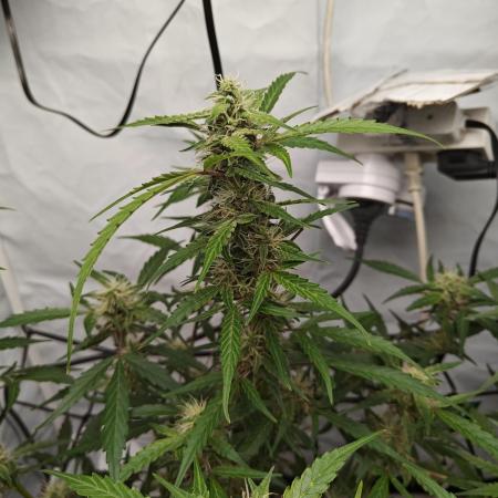 Durban poison auto