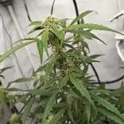 Durban poison auto