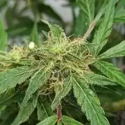 Durban poison auto