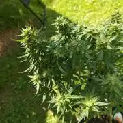Durban poison auto