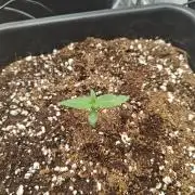 Herbal med adventure - Autopots