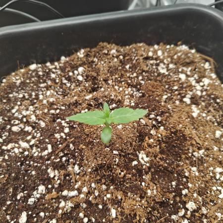 Herbal med adventure - Autopots