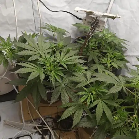 Durban poison auto