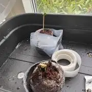 Herbal med adventure - Autopots
