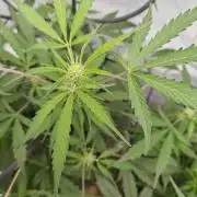 Durban poison auto