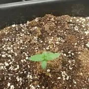 Herbal med adventure - Autopots