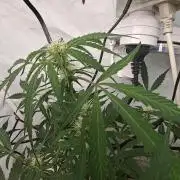 Durban poison auto