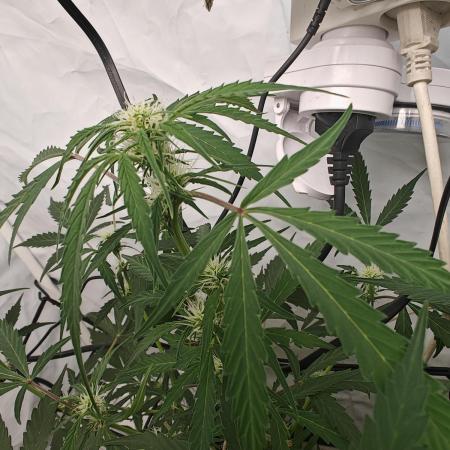 Durban poison auto