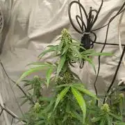 Herbal meds adventure - Autopots