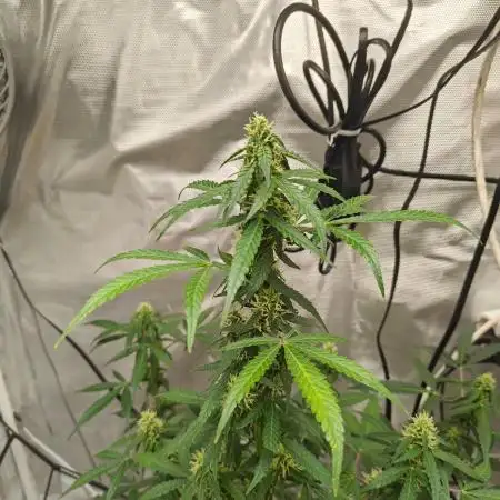 Herbal meds adventure - Autopots