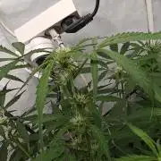 Durban poison auto