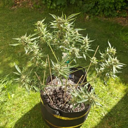 Durban poison auto