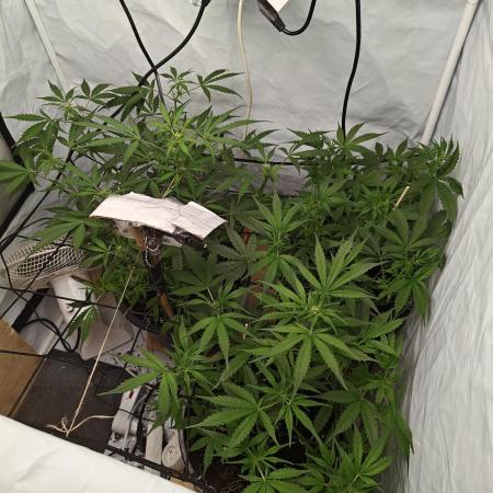 Durban poison auto