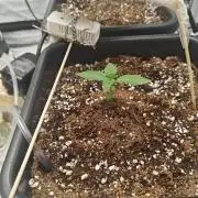 Herbal med adventure - Autopots