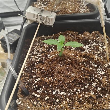 Herbal med adventure - Autopots