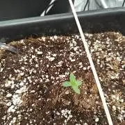 Herbal med adventure - Autopots