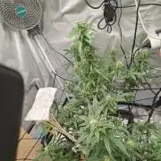 Herbal meds adventure - Autopots