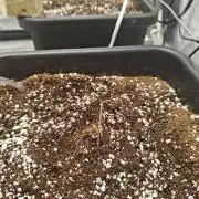 Herbal med adventure - Autopots