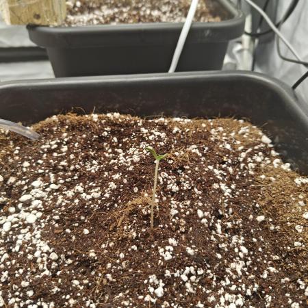 Herbal med adventure - Autopots