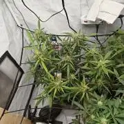 Durban poison auto