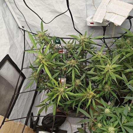 Durban poison auto