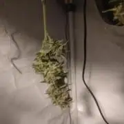 Durban poison auto